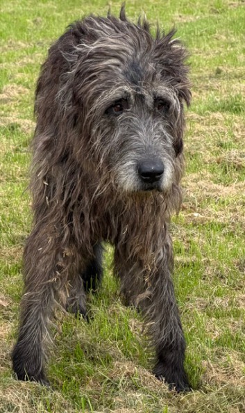 BARACHOIS